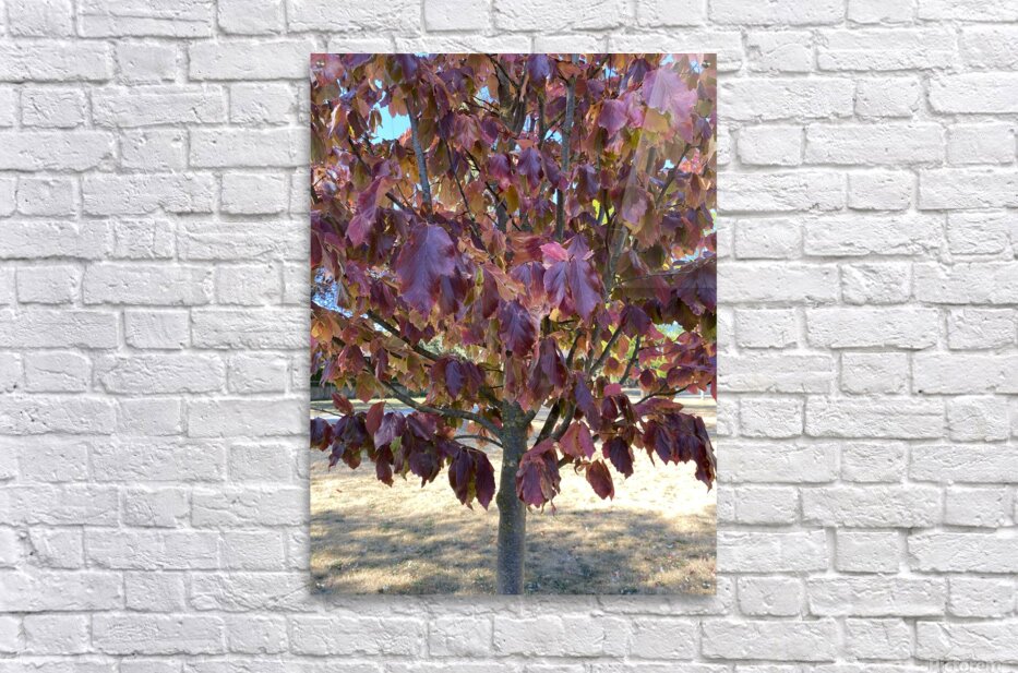 Acrylic Print
