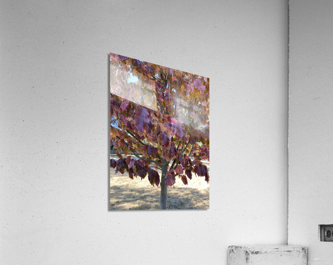 Acrylic Print
