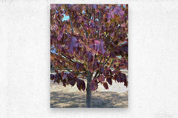 Brushed Metal Print