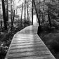 My morning walks  1