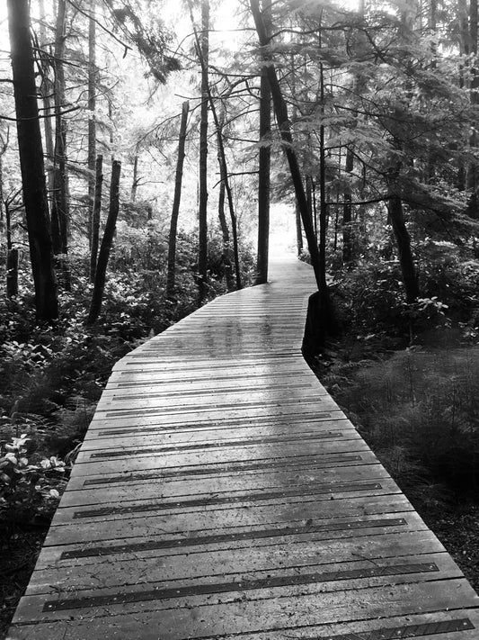 My morning walks  1