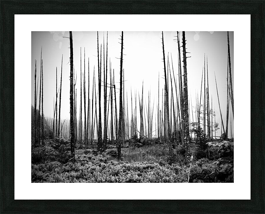 Framed Print