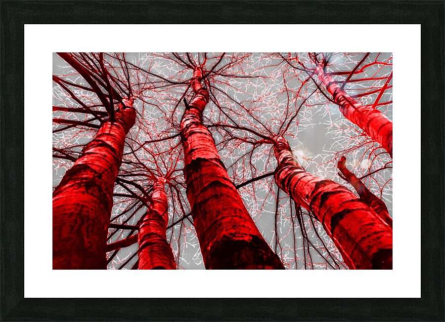 Framed Print