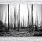 Acrylic Print