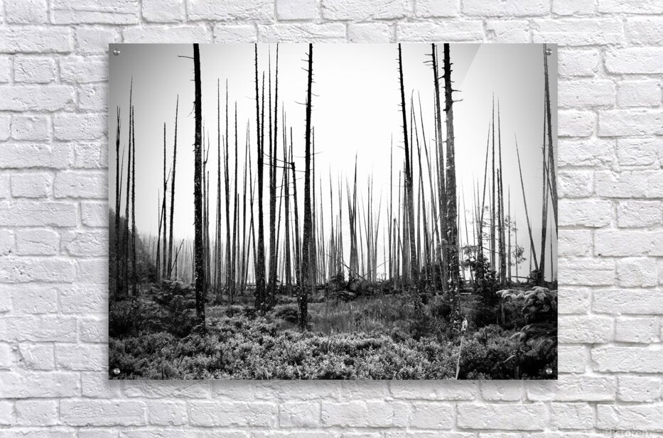 Acrylic Print