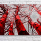 Acrylic Print