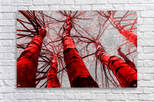 Acrylic Print