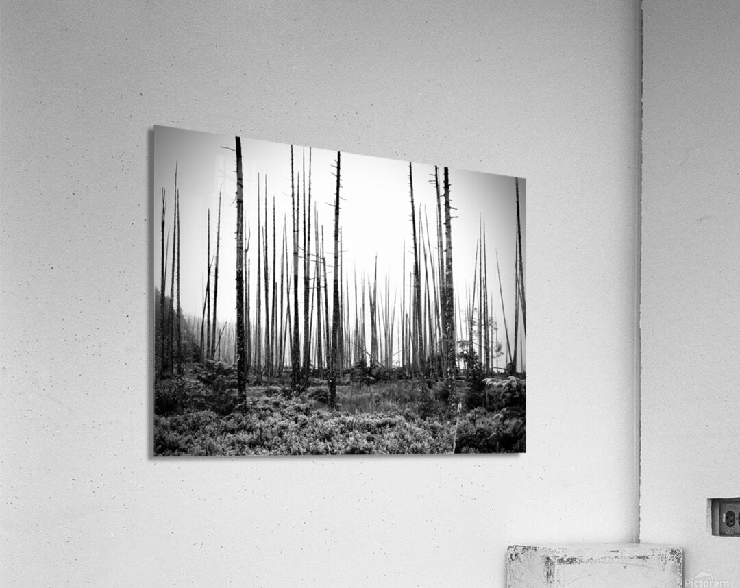 Acrylic Print