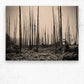 Wood Print
